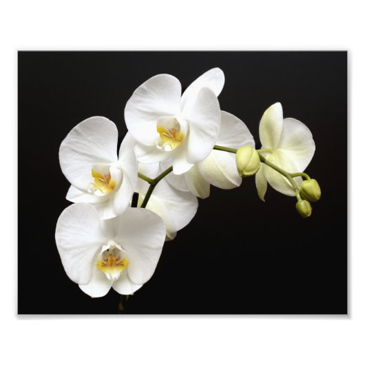 Mooie witte orchidee met zwarte achtergrond foto afdruk (Voorkant)