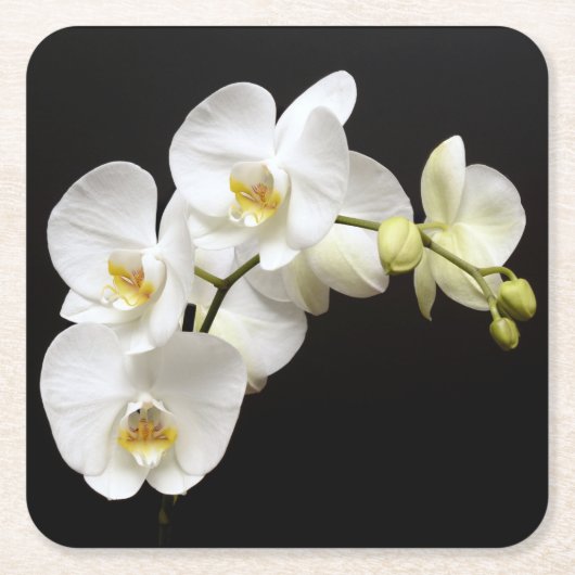 Mooie witte orchidee met zwarte achtergrond kartonnen onderzetters (Voorkant)