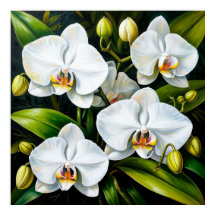 Mooie Witte Orchideeën Luxe Decoratie & Cadeau
