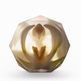 Mooie witte orchideeënprint fotoblok