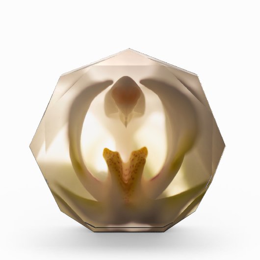 Mooie witte orchideeënprint fotoblok (Voorkant)