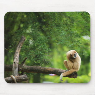 Mooie witte overhandigde Gibbon op een Boom Muismat