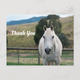 Mooie witte paard Appaloosa foto dank je Briefkaart