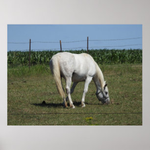 Mooie witte paard eet in het veld op de boerderij poster