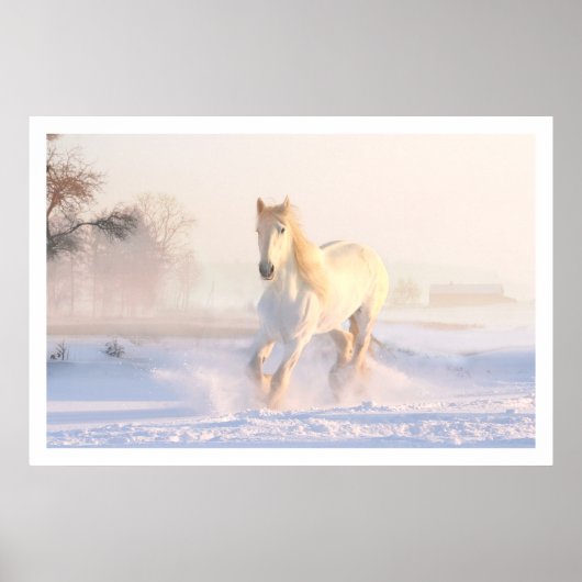 Mooie Witte Paard Poster (Voorkant)