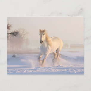 Mooie Witte Paard Rent in de Sneeuw Briefkaart