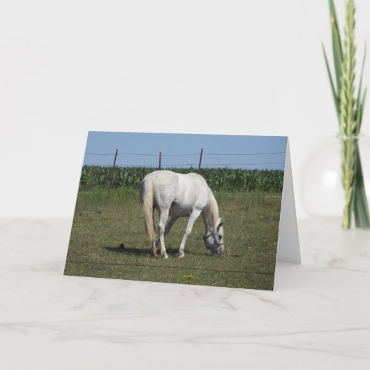 Mooie witte paard staande in veld blanco kaart (Voorkant)