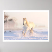 Mooie witte paarden