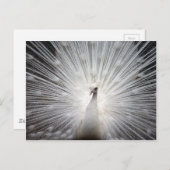 Mooie witte pauw briefkaart (Voorkant / Achterkant)