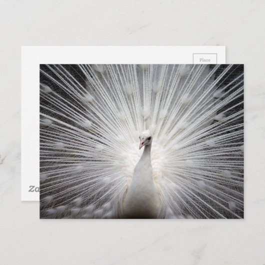 Mooie witte pauw briefkaart (Voorkant / Achterkant)
