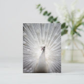 Mooie witte pauw briefkaart (Staand voorkant)