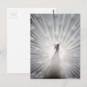 Mooie witte pauw briefkaart (Voorkant / Achterkant)