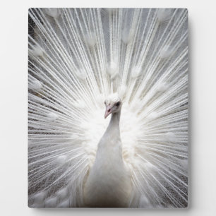 Mooie witte pauw fotoplaat