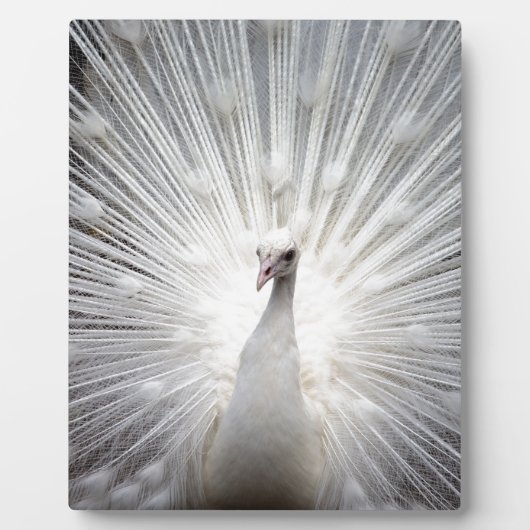 Mooie witte pauw fotoplaat (Voorkant)