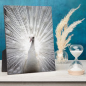 Mooie witte pauw fotoplaat (Zijkant)