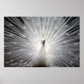 Mooie witte pauw poster (Voorkant)