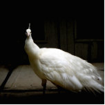 Mooie witte peacock staand fotobeeldje<br><div class="desc">Mooie foto van een witte pauw in een donkere kamer. Geweldige cadeau-ideeën voor peafowl liefhebbers.</div>