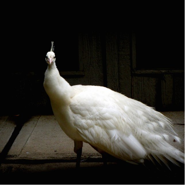 Mooie witte peacock staand fotobeeldje  (Voorkant)