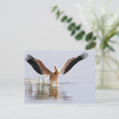 Mooie witte pelikaan vliegt onder de riffen briefkaart (Staand voorkant)