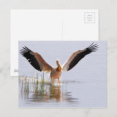 Mooie witte pelikaan vliegt onder de riffen briefkaart (Voorkant / Achterkant)