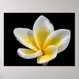 Mooie witte pellerbloem poster