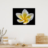 Mooie witte pellerbloem poster (Keuken)