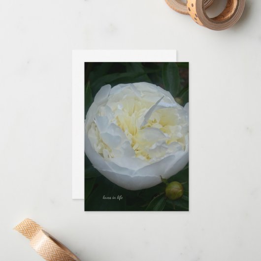 Mooie witte pioen notitiekaartje (Voorkant / Achterkant in situ)