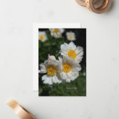 Mooie witte pioenen notitiekaartje (Voorkant / Achterkant in situ)