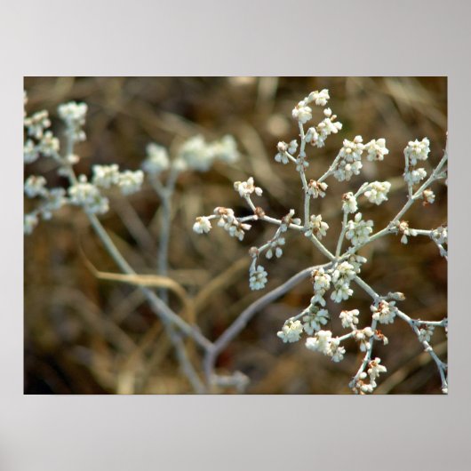 Mooie witte plant macro fotografie poster (Voorkant)
