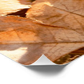 Mooie witte pompoen herfstbladeren perfect poster (Hoek)