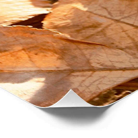 Mooie witte pompoen herfstbladeren perfect poster (Hoek)