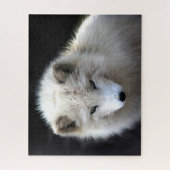 Mooie witte poolvos, puzzel (Verticaal)