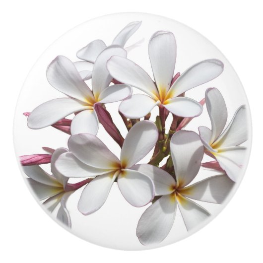 Mooie witte pruimen of Frangipani-bloem Keramische Knop (Voorkant)