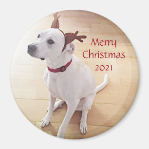 Mooie witte rendierhondenhond met kerstmis magneet