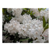 Mooie witte rododendron blooms perfect poster (Voorkant)