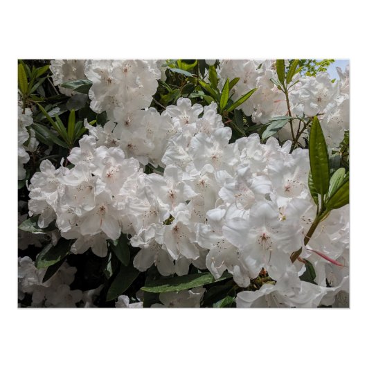Mooie witte rododendron blooms perfect poster (Voorkant)