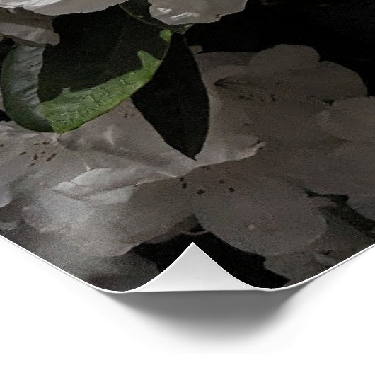 Mooie witte rododendron blooms perfect poster (Hoek)