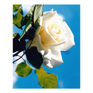 Mooie witte roos foto afdruk