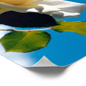 Mooie witte roos poster (Hoek)