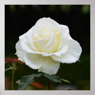 Mooie witte roos poster