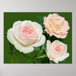 Mooie witte roze rozen poster