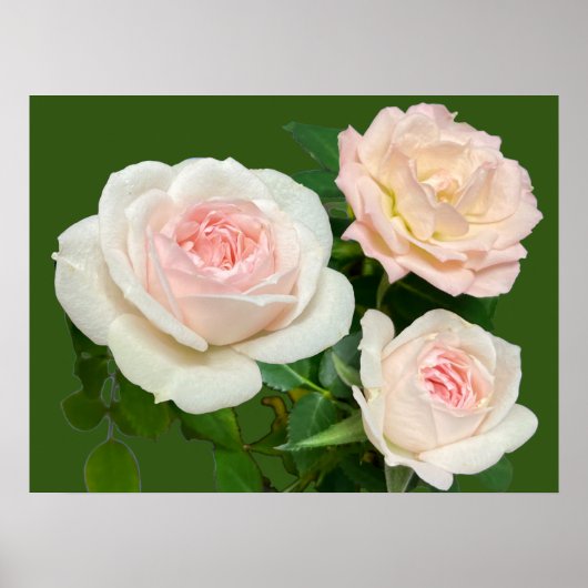 Mooie witte roze rozen poster (Voorkant)