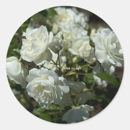 Mooie Witte Rozen  Ronde Sticker