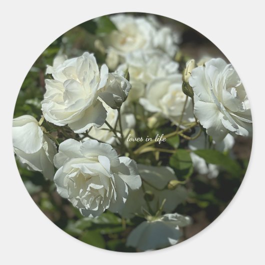 Mooie Witte Rozen  Ronde Sticker (Voorkant)