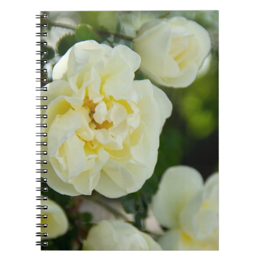 Mooie witte rozen voor positieve notitieboek (Voorkant)