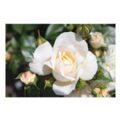 Mooie witte rozenbloem. bloemfotografie foto afdruk (Voorkant)