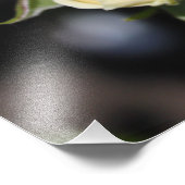 Mooie witte rozenbloem. bloemfotografie foto afdruk (Hoek)