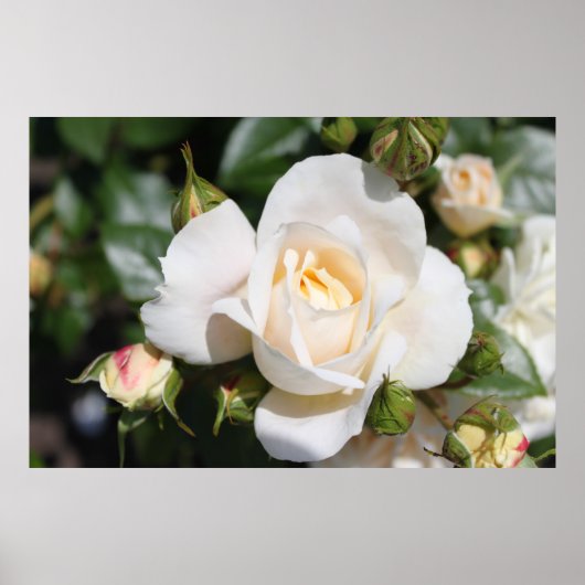 Mooie witte rozenbloem. bloemfotografie, poster (Voorkant)
