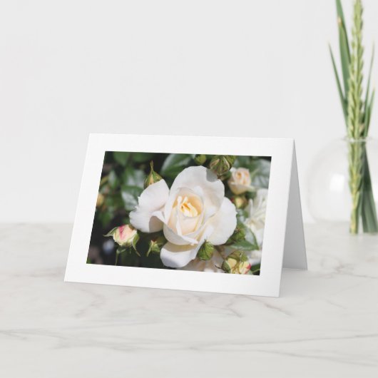 mooie witte rozenbloem, liefde en romance feestdagen kaart (Voorkant)