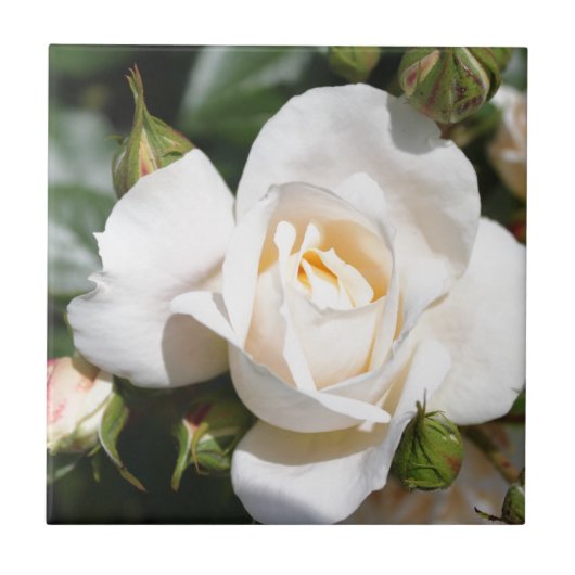 mooie witte rozenbloem, liefde en romance tegeltje (Voorkant)